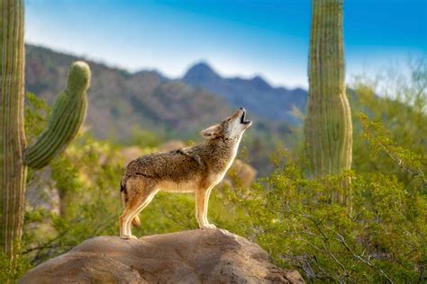 coyote mexicano